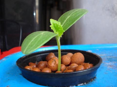 تصویر پرسش و پاسخ گیاه